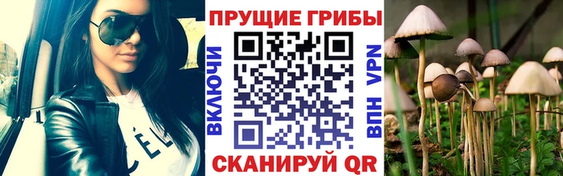 магазин продажи наркотиков  Коркино  Псилоцибиновые грибы Psilocybine cubensis 